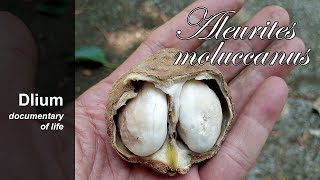 Candlenut (Aleurites moluccanus) - part 2