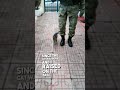 This cat likes to march with the soldiers 👏❤️