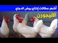 أشهر و أهم سلالات  إنتاج بيض الدجاج