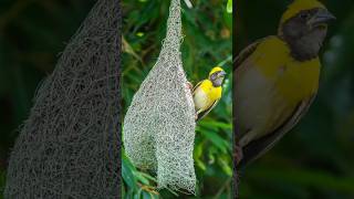 #shorts തൂക്കണാം കുരുവി പക്ഷികളിലെ നെയ്ത്തുകാരൻ ! Baya Weaver