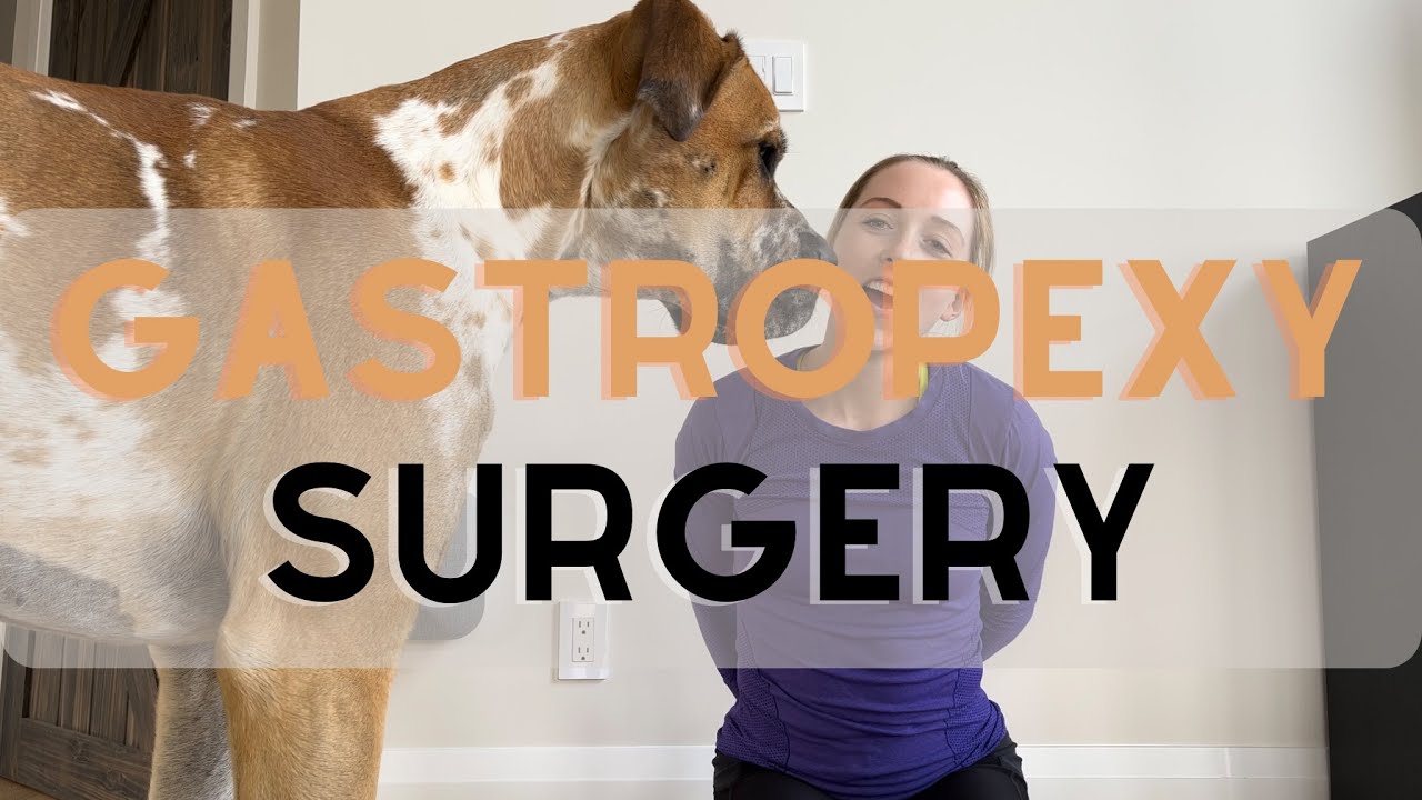 Dog Gastropexy Surgery Recovery Experience For Great Danes YouTube