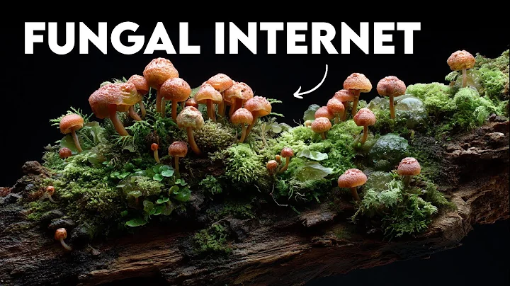 The Network That Invented Forests