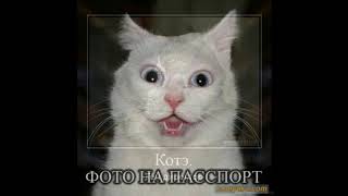 коты приколы, демотиваторы коты приколы, демотиваторы