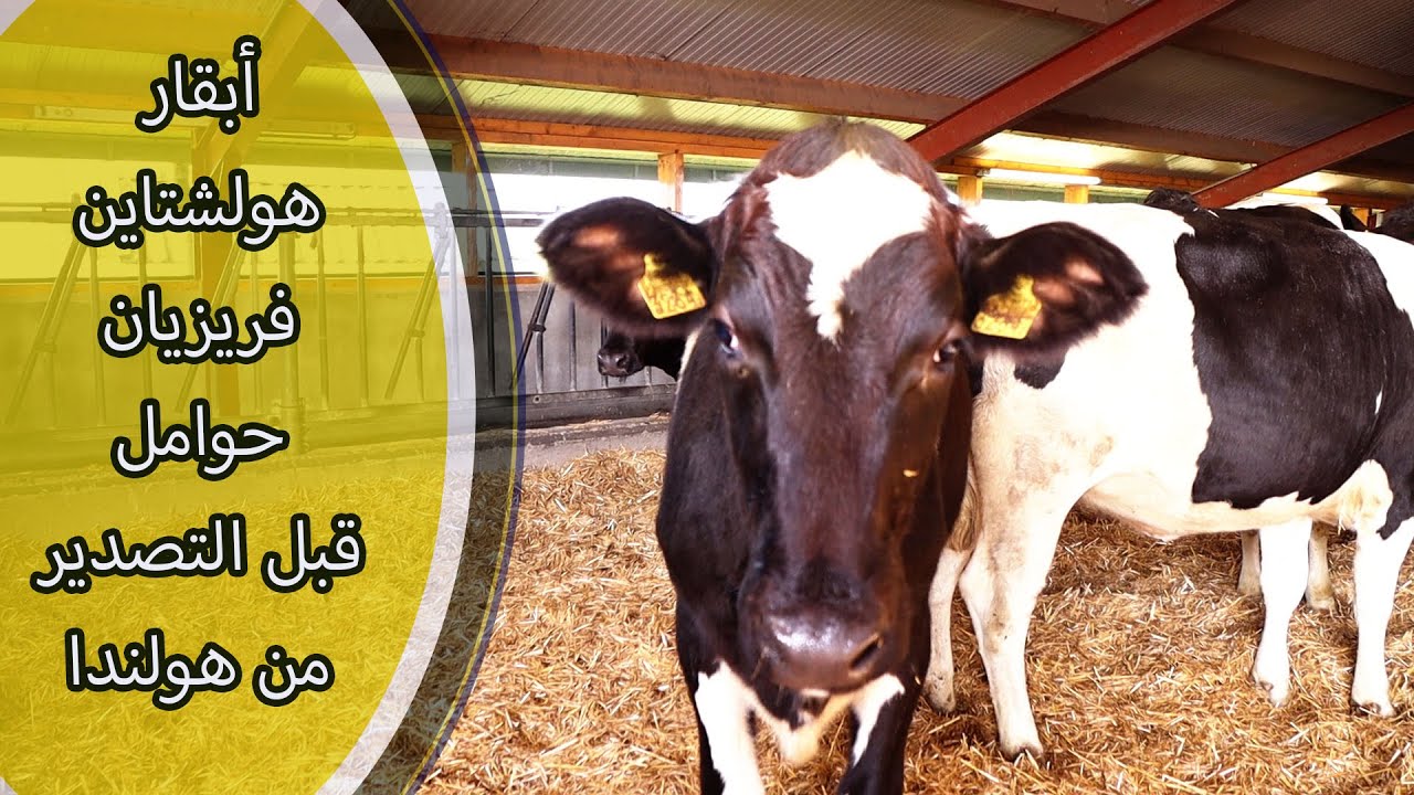 أبقار هولشتاين فريزيان حوامل بجودة عالية من هولندا قبل التصدير