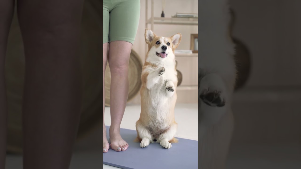 Топ-5 лучших пород собак для пожилых людей | Неприхотливые и верные компаньоны