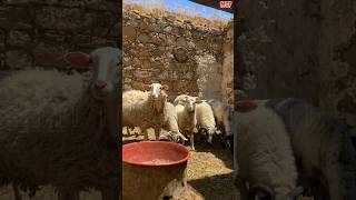 कम खर्च, ज़्यादा मुनाफा - शुरू करें भेड़ पालन आज ही!" #sheep #sheepfarming #farming #shorts