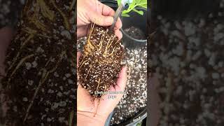 Moving your rooted Fig cutting into a container. 