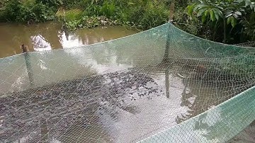 Quá ấn tượng với  hàng trăm con ếch và cá trê  được nuôi như thế này .