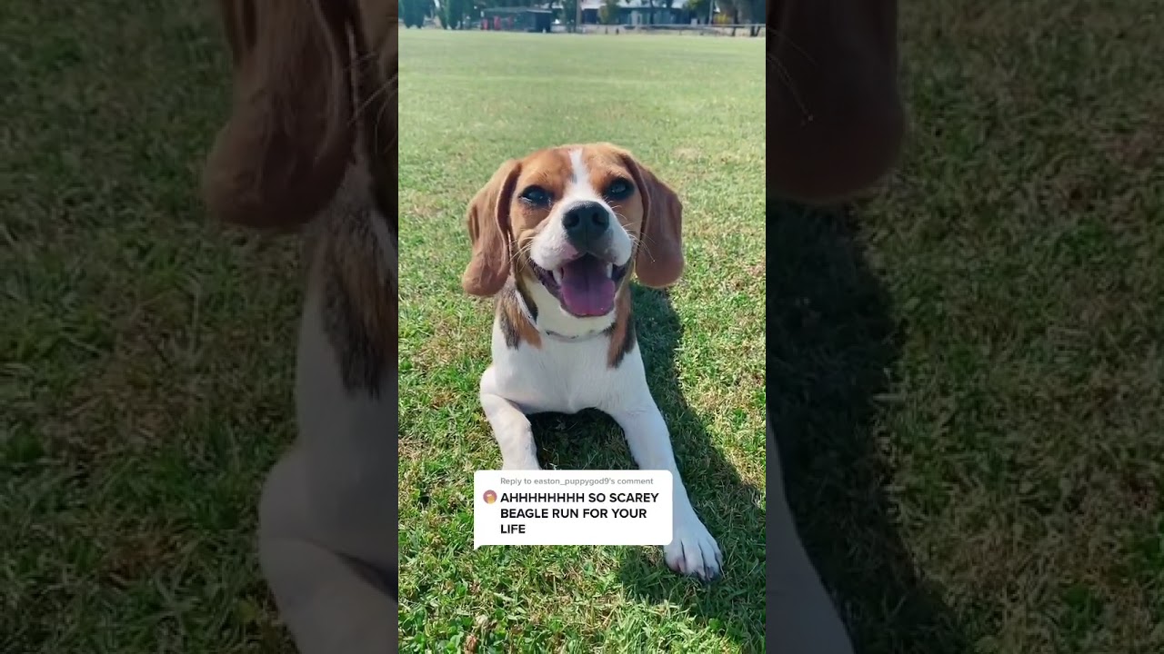 Baby Dogs - Cute and Funny Dog Videos Compilation # Ep