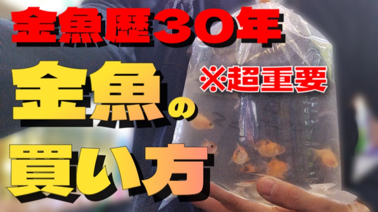 初心者必見】金魚の飼い方、失敗しない金魚の買い方、失敗しない金魚の