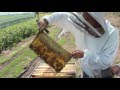 ЛЕПИЛЫ. Откачка мёда (подробная видеоинструкция)
