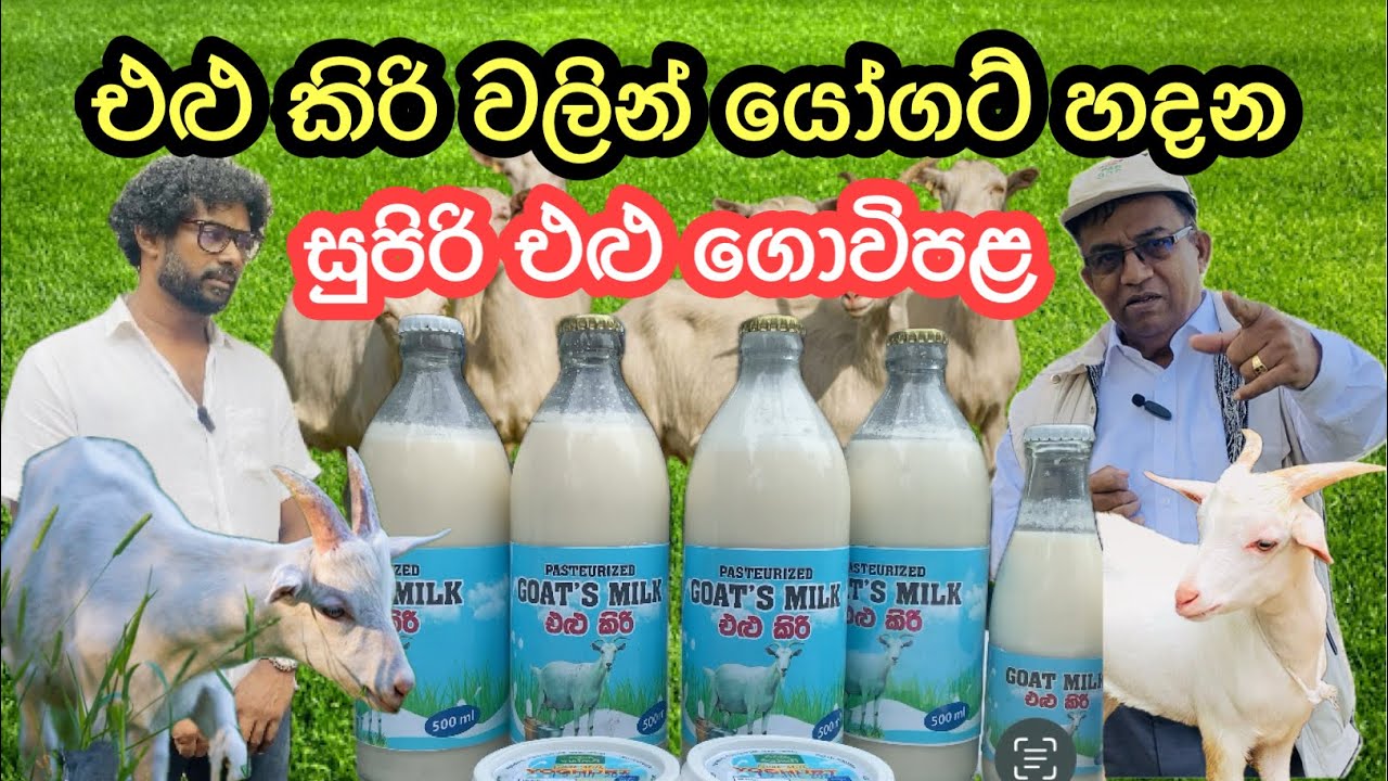 එළු කිරි වලින් විවිධ නිෂ්පාදන කරන සුපිරි එළු ගොවිපළ🐐🥛/Goat Farming Srilanka #livestock #goatfarming