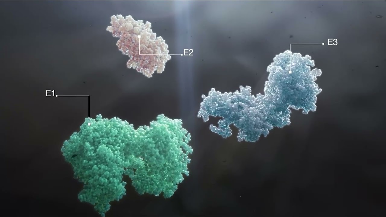 Ubiquitin Proteasome System  Targeted Protein Degradation