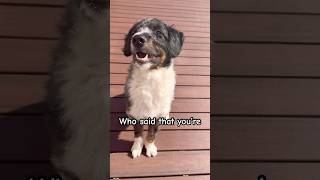 Cute 😍🥰#dog #shorts #funny