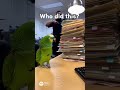“Savage Parrot Reacts to Huge Police File Stack – ‘Arrest Them!’ 😂  #funnyanimals #parrotcomedy