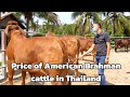 Price of American Brahman cattle in Thailand | Yasothon Province