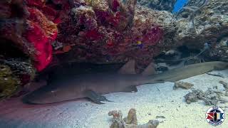 Scuba Diving Mexico - Punta Venado Reef screenshot 5