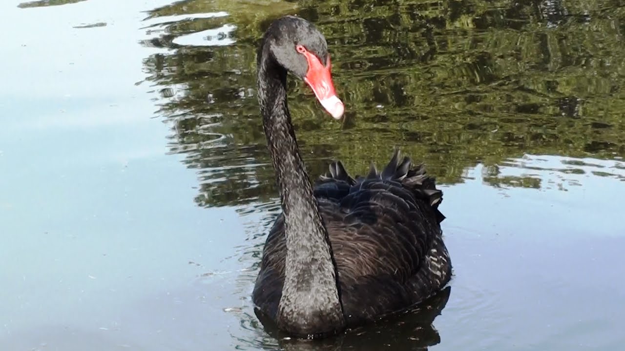Centennial Park Birds - Features over 30 Australian bird species