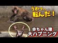 【パンチくん🐵】え、まさかの逃走!?赤ちゃん猿がひっくり返った瞬間、焦りすぎたお兄ちゃんが取った“まさかの行動”とは…?