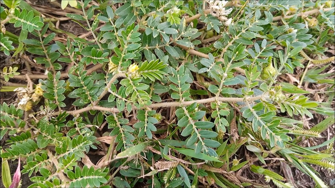 Tribulus terrestris Benefits Economic Importance Cultivation
