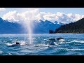 Whale Watching Boat Tour in Juneau, Alaska image