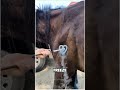 Ice vs. Hot Branding in Livestock: A Comparative Insight #shorts #branding