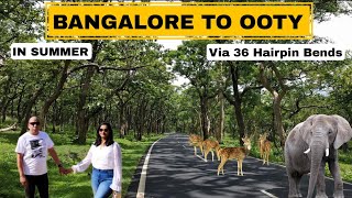 BANGALORE TO OOTY ROAD TRIP | VIA BANDIPUR AND MUDUMALAI TIGER RESERVE | 36 HAIR PIN BENDS