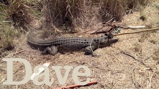 Lassoing A Crocodile To Find The Eggs  | Deadliest Pests Down Under | Dave