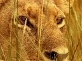 Lions and Buffalo: Hunting Strategies