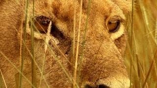 What Happens When Lions Get Hungry