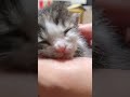 国道で衰弱した子猫保護しました#ねこ #ほごねこ #cat #ねこのいる生活 #ねこ動画