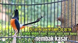 PANCINGAN murai batu GACOR FIGHTER melatih bongkar isian, Jadikan burung akan emosi cepat NGAMUK