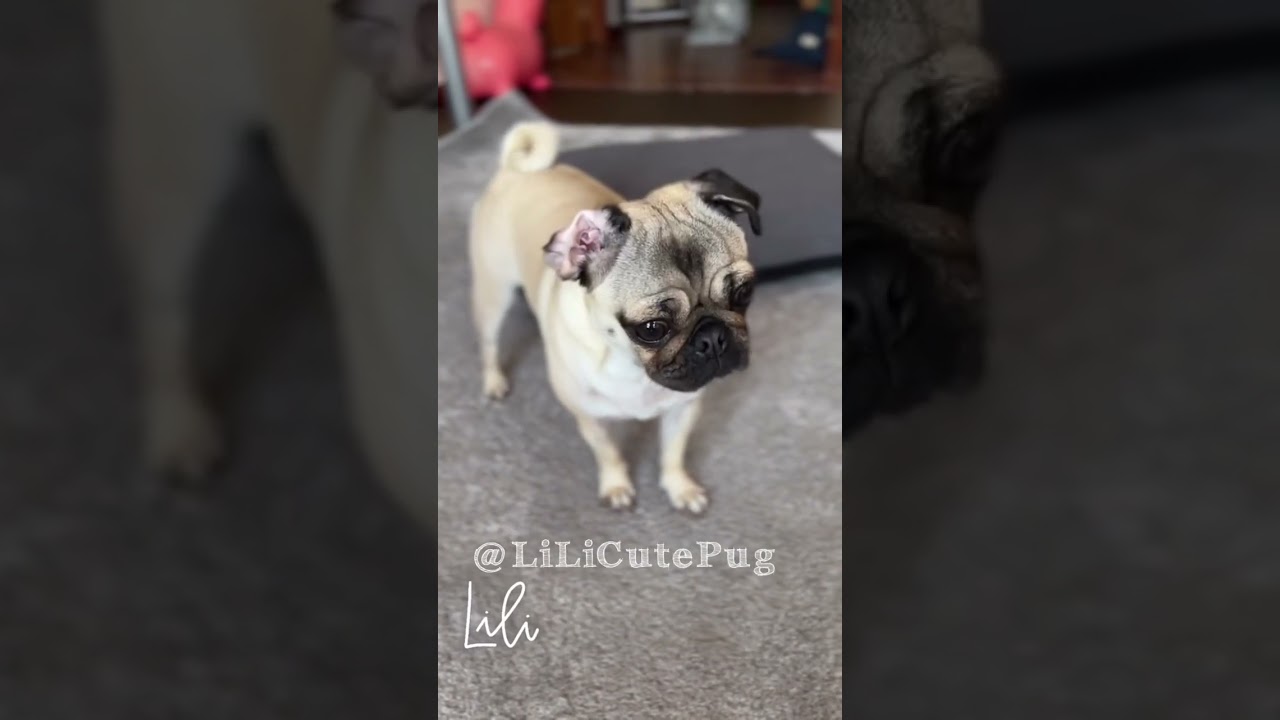 Carlino LiLi Cute Pug prod. Bayden