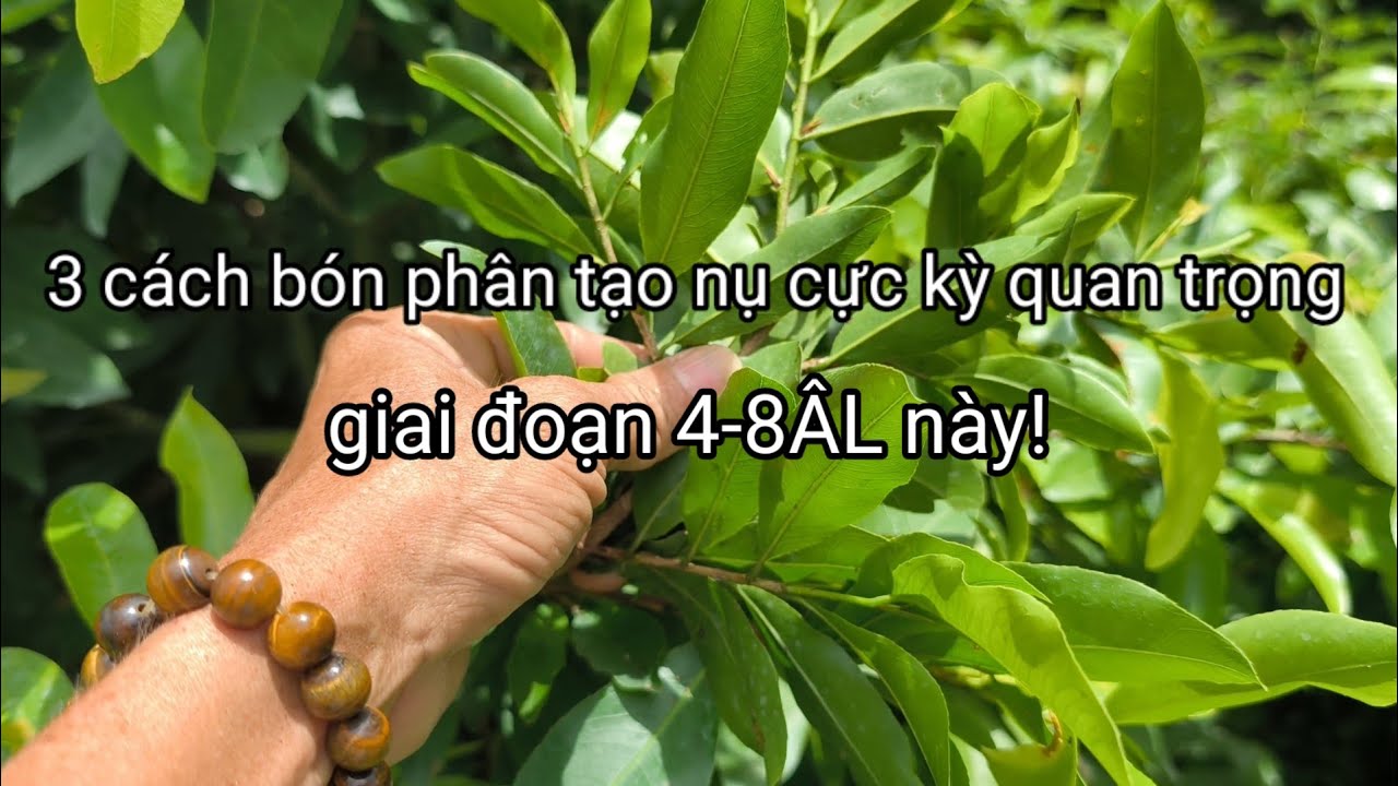 3 trường này Phải bón phân cho đúng!để giúp tạo nụ mai và nuôi dưỡng nụ hiệu quả,4/8ÂL.