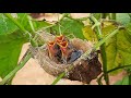 Parents Feeding Super Delicious Bugs Fly's Berries Worms | Relaxing Video of bird feeding | Day 6