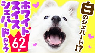 ❤️人気62位【ホワイト・スイス・シェパード・ドッグってどんな犬?】子犬の価格や性格、寿命、飼いやすさは? カワイイ動画でチェック!