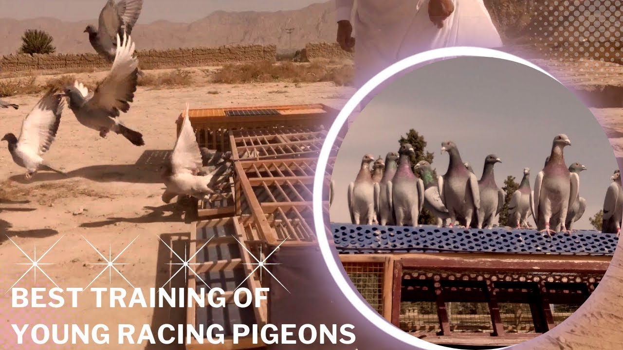 How To Train Racing Pigeons | Marri Loft | Racer Pigeon