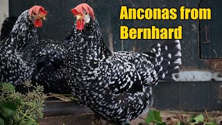 Breeder visit: Anconas from Bernhard
