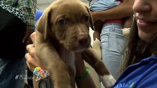How The Gift of Pet Adoption will Transform your Family, the Pet and your Community