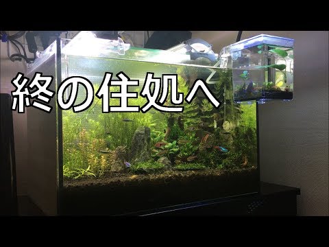 ベタ 寿命