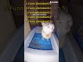 cats' endless energy #cat #cute #catvideo #cutecat #funnyvideo