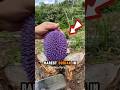 This Is The World S First Purple Durian