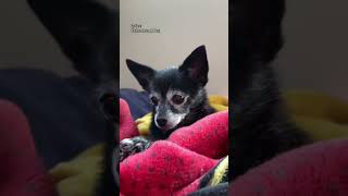 Video-Miniaturansicht von „Chihuahua Chihuahua #puppysongs #dogs #cutedog“