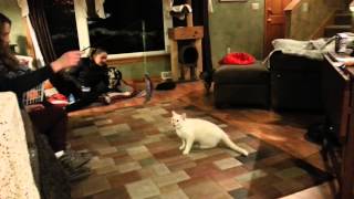 Introducing Bruno the flame point Siamese by johansonCats 1,217 views 9 years ago 3 minutes, 49 seconds