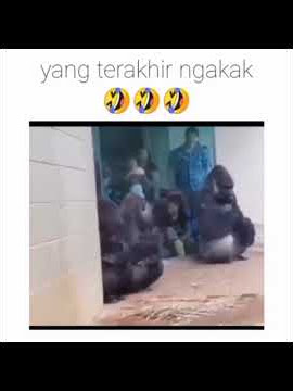 Terobos ajalah anying #videolucu #monyet #ytshorts