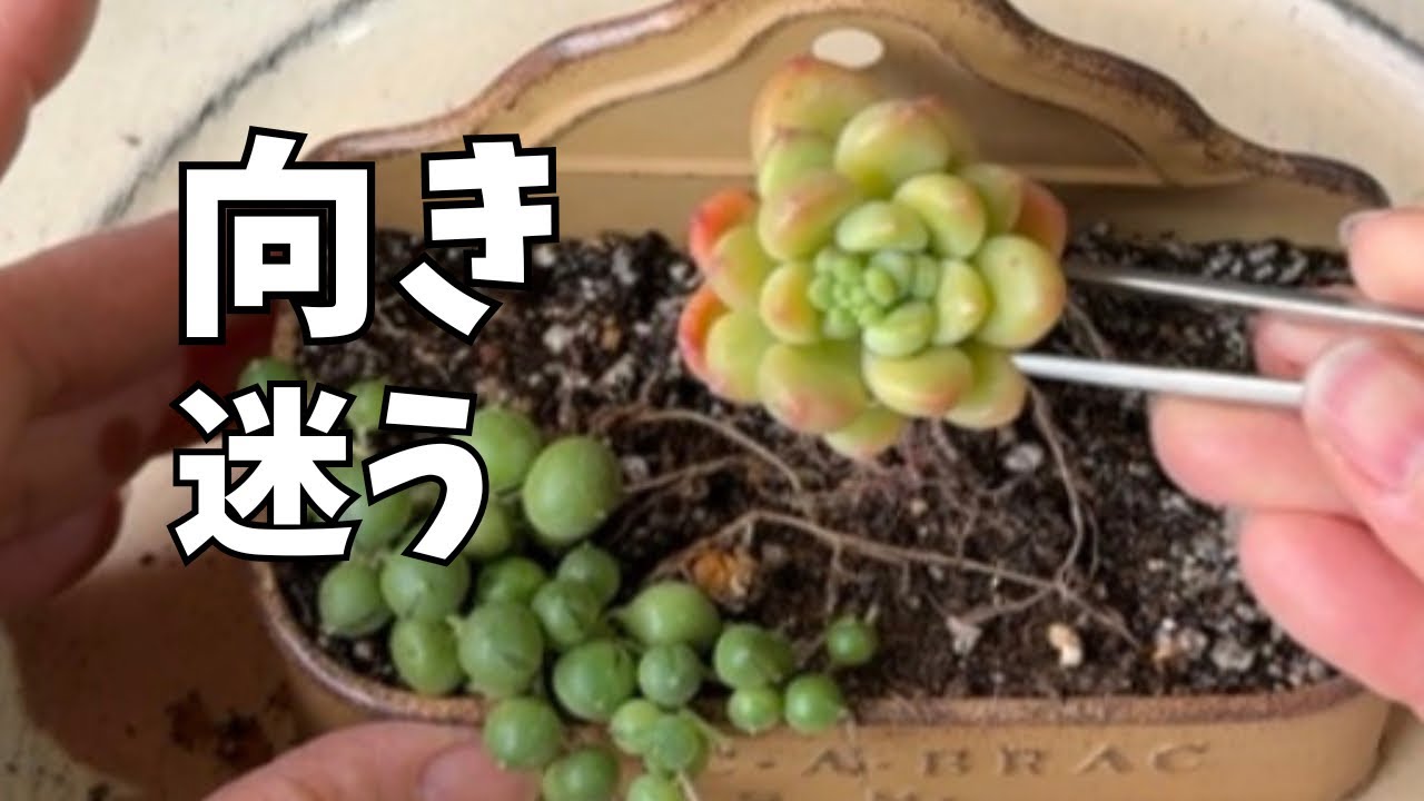 苗の向き、これで寄せ植えは整います