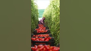 Meet the Italian Grandparents That Harvest San Marzano Tomatoes