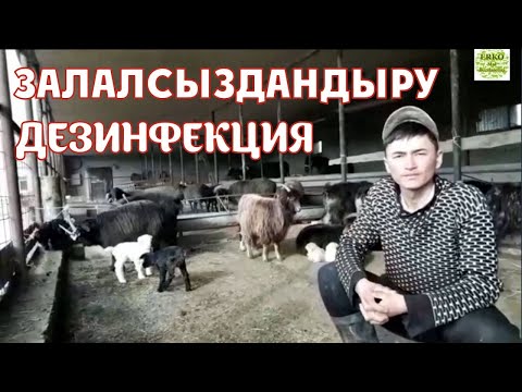 Бейне: Бүргеге қарсы халықтық құралдар: пәтерде бүргеден қалай құтылуға болады? Сода мен тұз қосылған жеке үйдегі топырақ бүргелерін қалай жоюға болады? Оларды басқа қалай тез жоюға болад