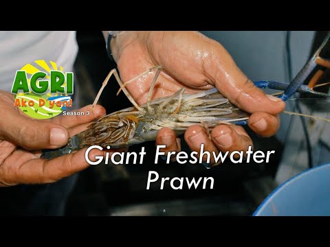 Giant Freshwater Prawn