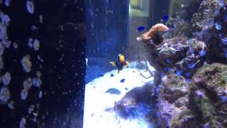 Clown Fish (Mix) See description